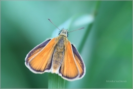 <p>SOUMRAČNÍK METLICOVÝ (Thymelicus sylvestris) ----- /Small skipper - Braunkolbiger Braun-Dickkopffalter/</p>